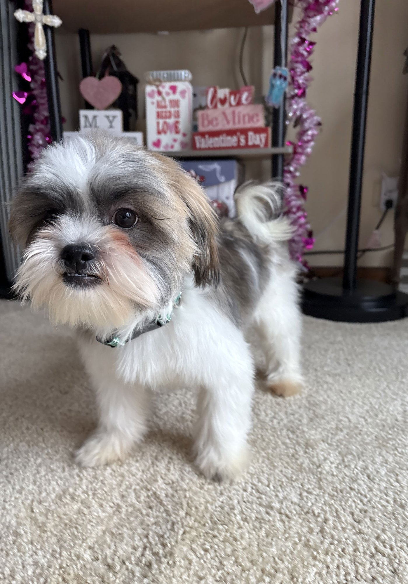 OLIVER - Shih Tzu available for adoption