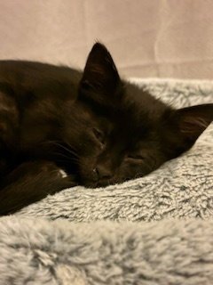MEADOW - Domestic Short Hair for adoption in Aurora