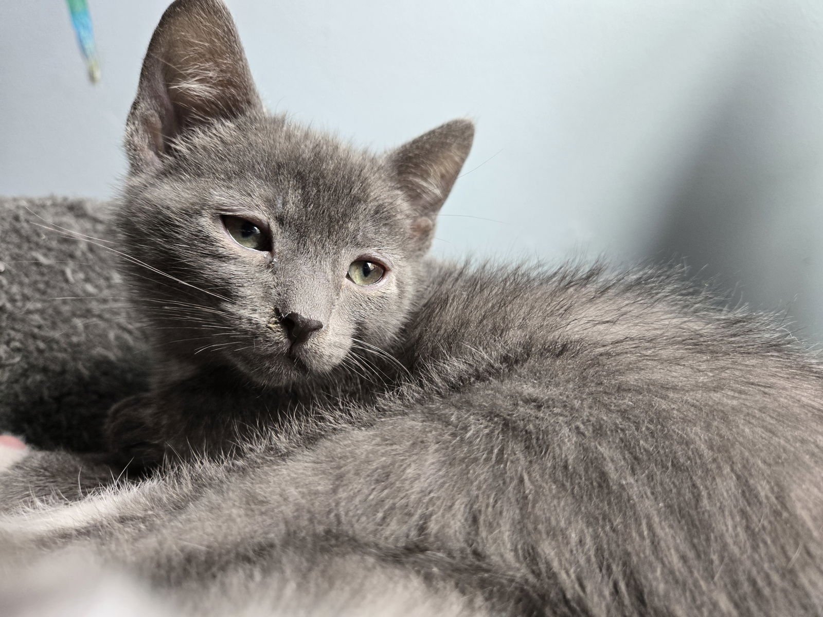 SIRIUS - Domestic Short Hair available for adoption