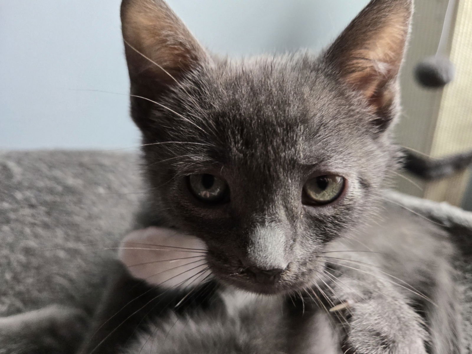 SIRIUS - Domestic Short Hair available for adoption