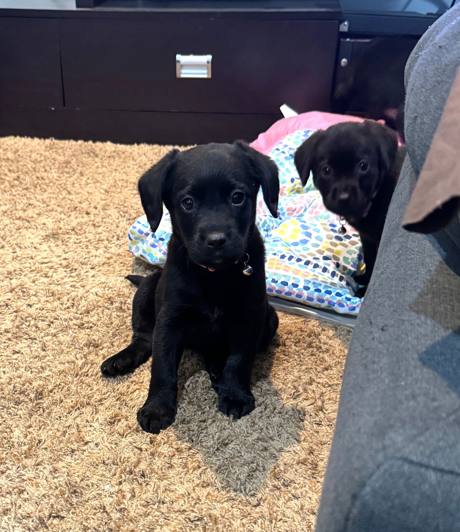 DAISY - Labrador Retriever / Beagle available for adoption