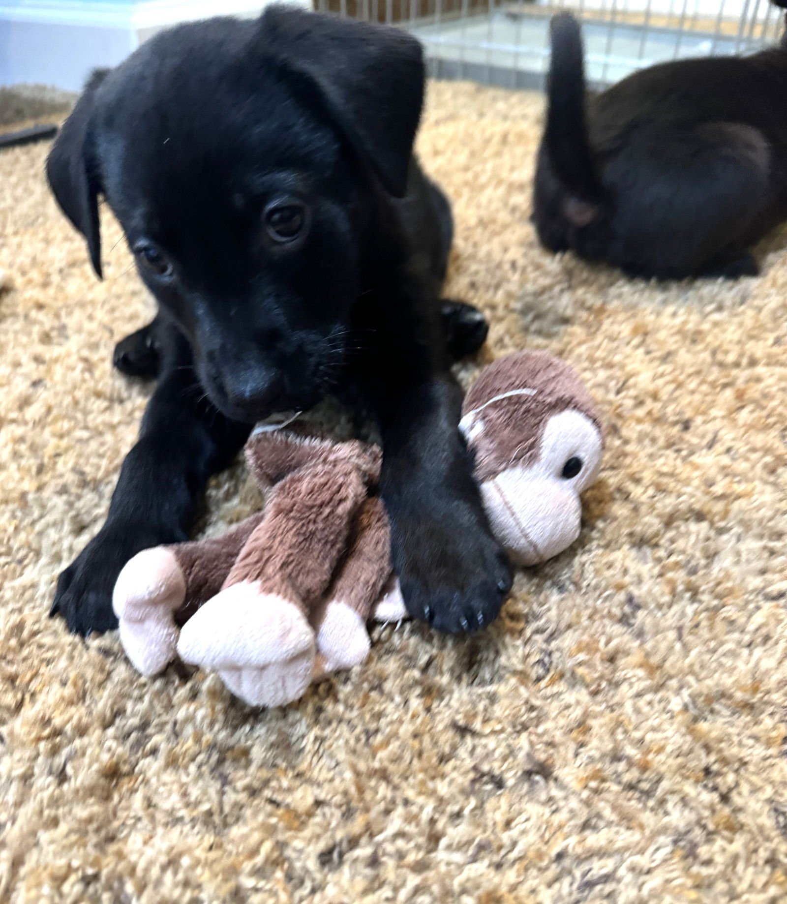 DAISY - Labrador Retriever / Beagle available for adoption