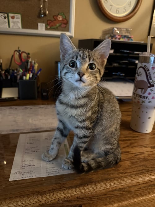 MCKENZIE - Domestic Short Hair available for adoption