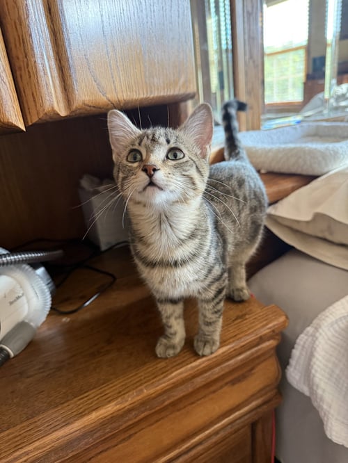 MCKENZIE - Domestic Short Hair available for adoption