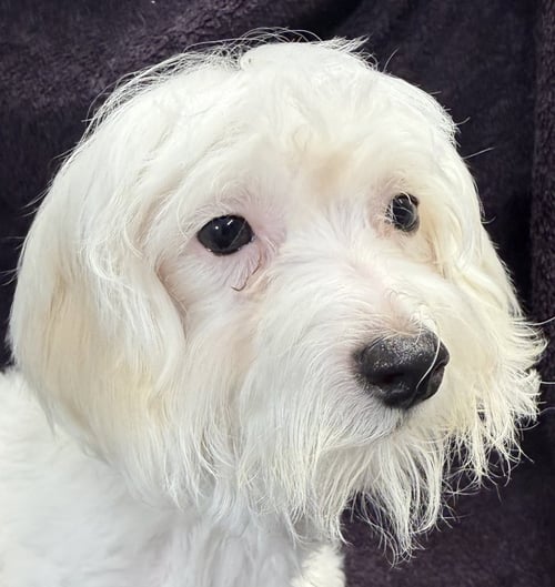 AUSTIN - Maltese / Poodle (Miniature) for adoption in Naperville