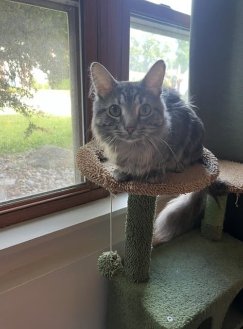 SATYR - Domestic Long Hair available for adoption