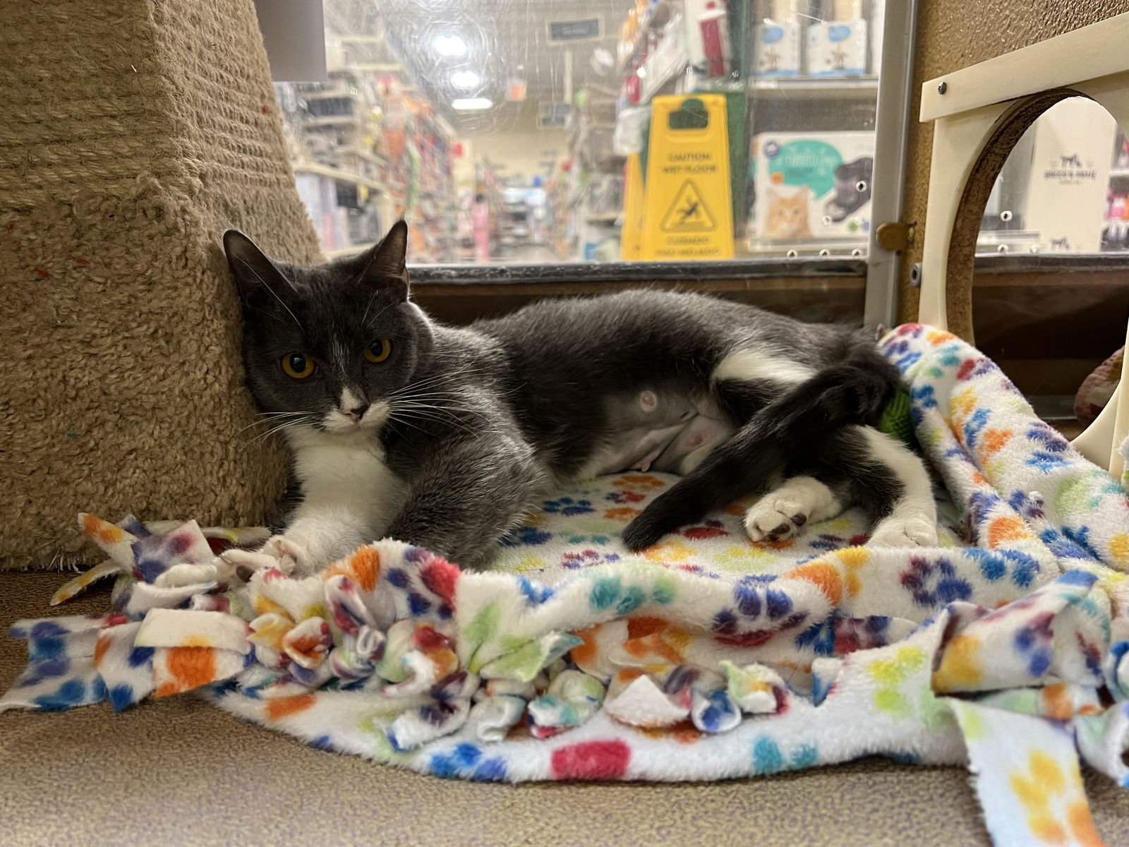 PRINCESS - Domestic Short Hair available for adoption