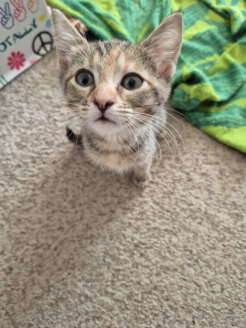 DENIM - Domestic Short Hair available for adoption
