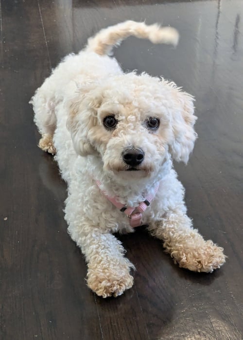BELLA