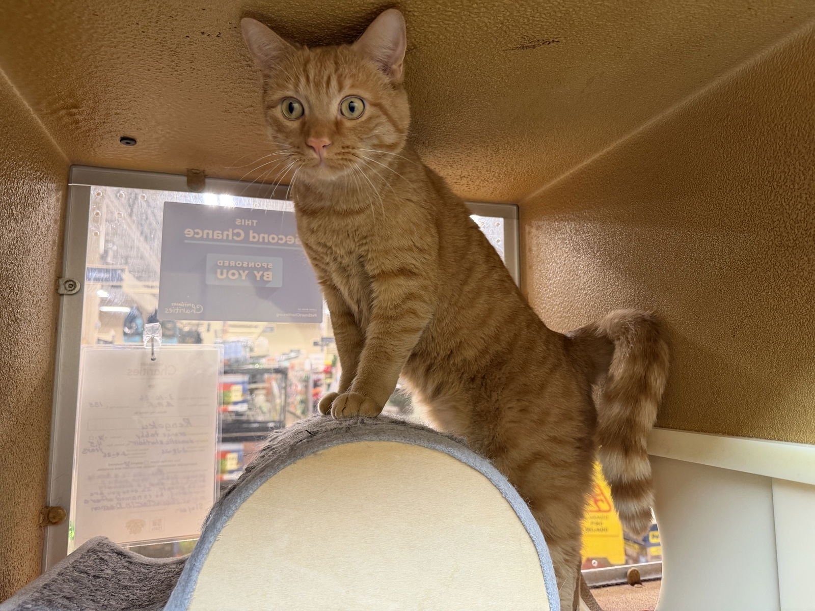 RENGOKU - Domestic Short Hair available for adoption