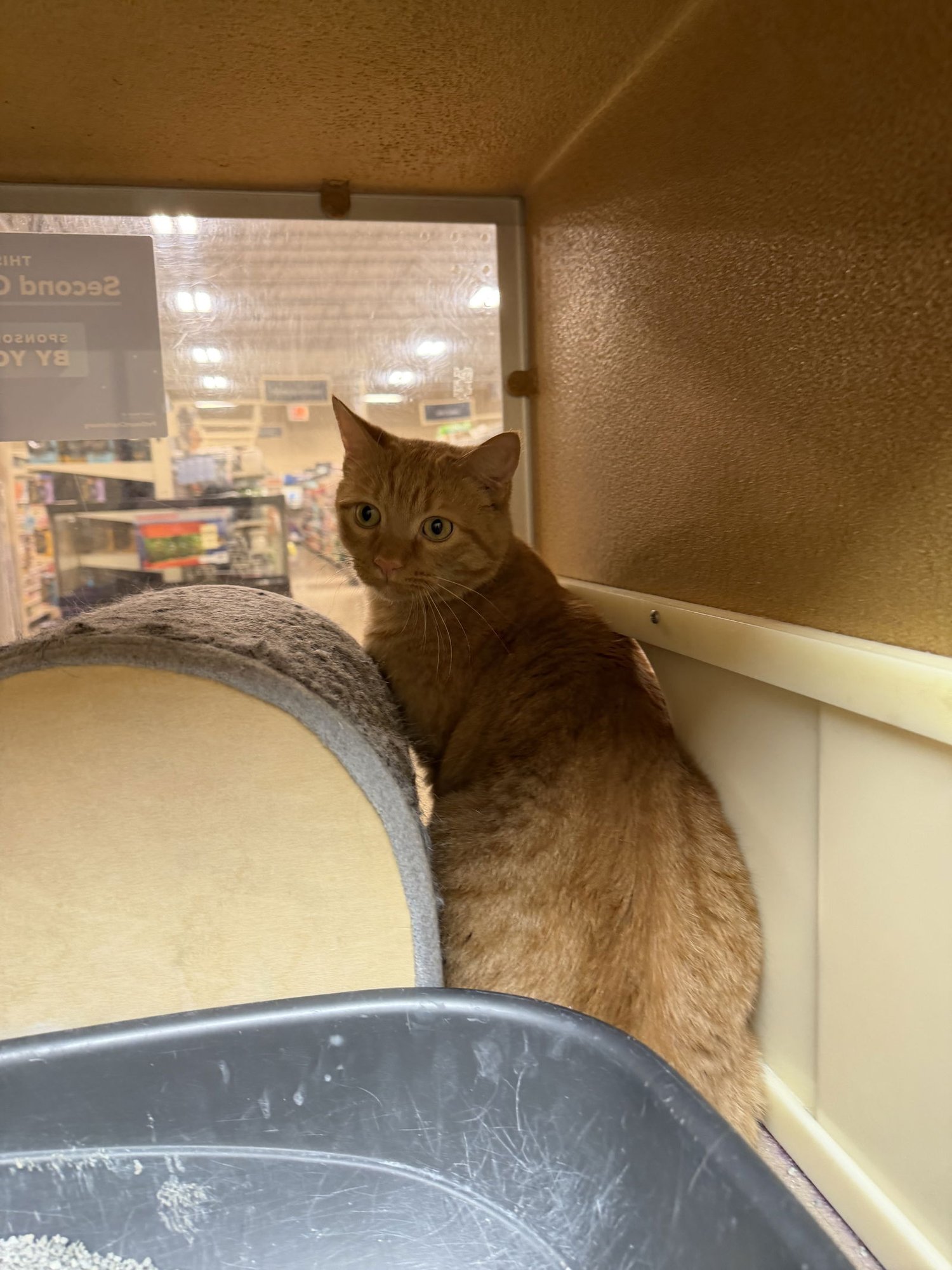 RENGOKU - Domestic Short Hair available for adoption