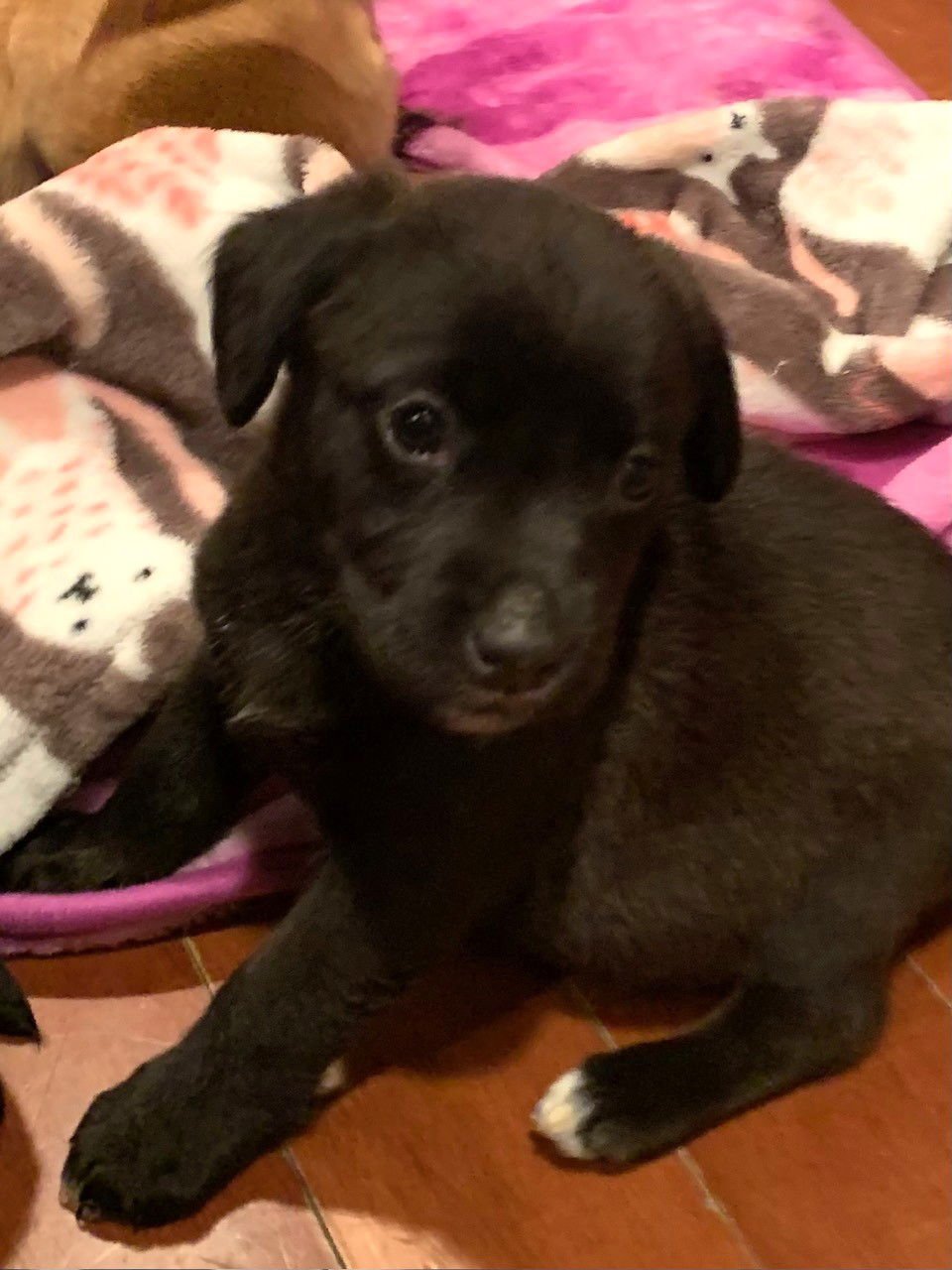 ROZ - Beagle / Labrador Retriever available for adoption