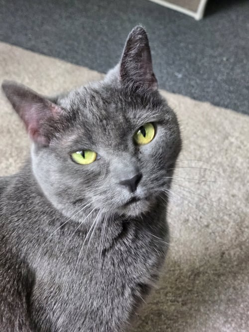SOAP - Domestic Short Hair available for adoption