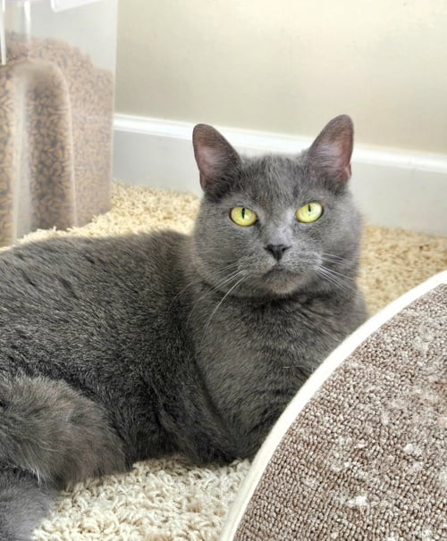 SOAP - Domestic Short Hair available for adoption