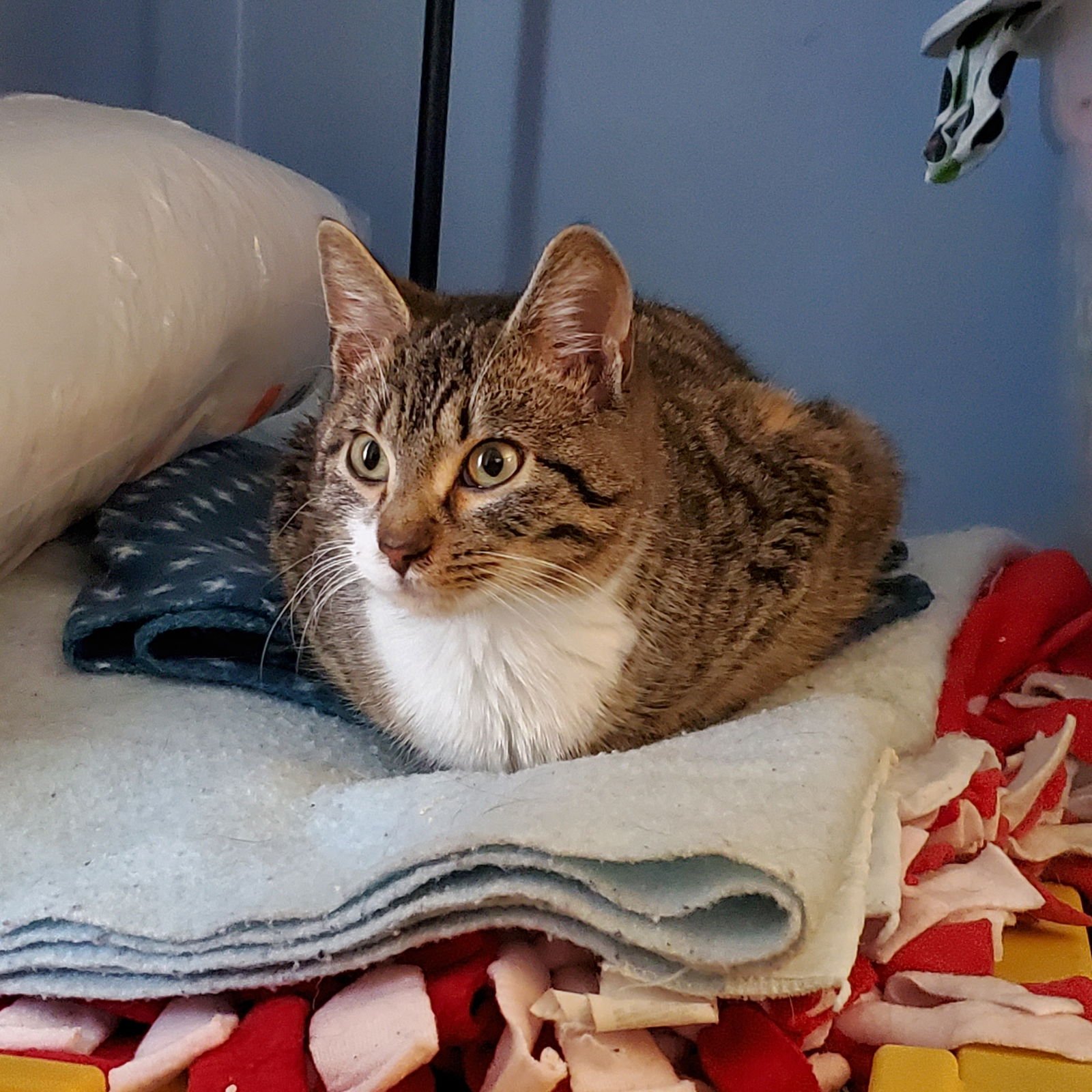 BUMBLE - Domestic Short Hair available for adoption