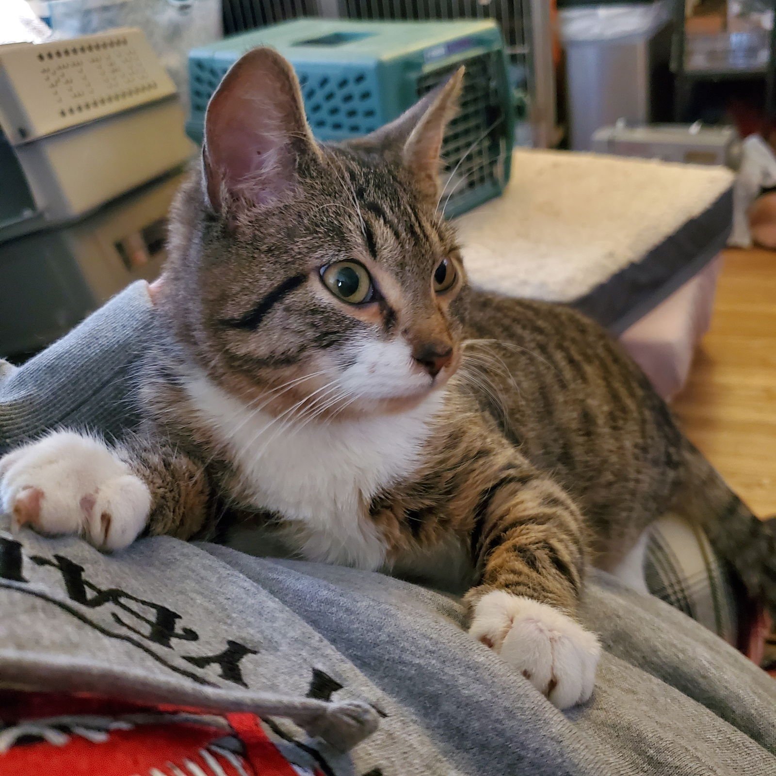 BUMBLE - Domestic Short Hair available for adoption