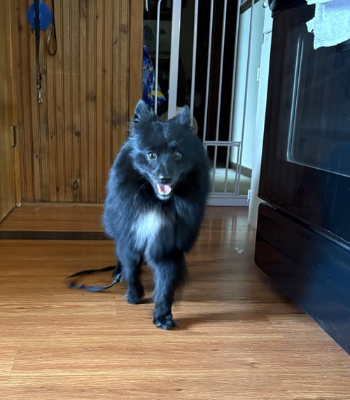 YOSHI - Pomeranian for adoption in Naperville