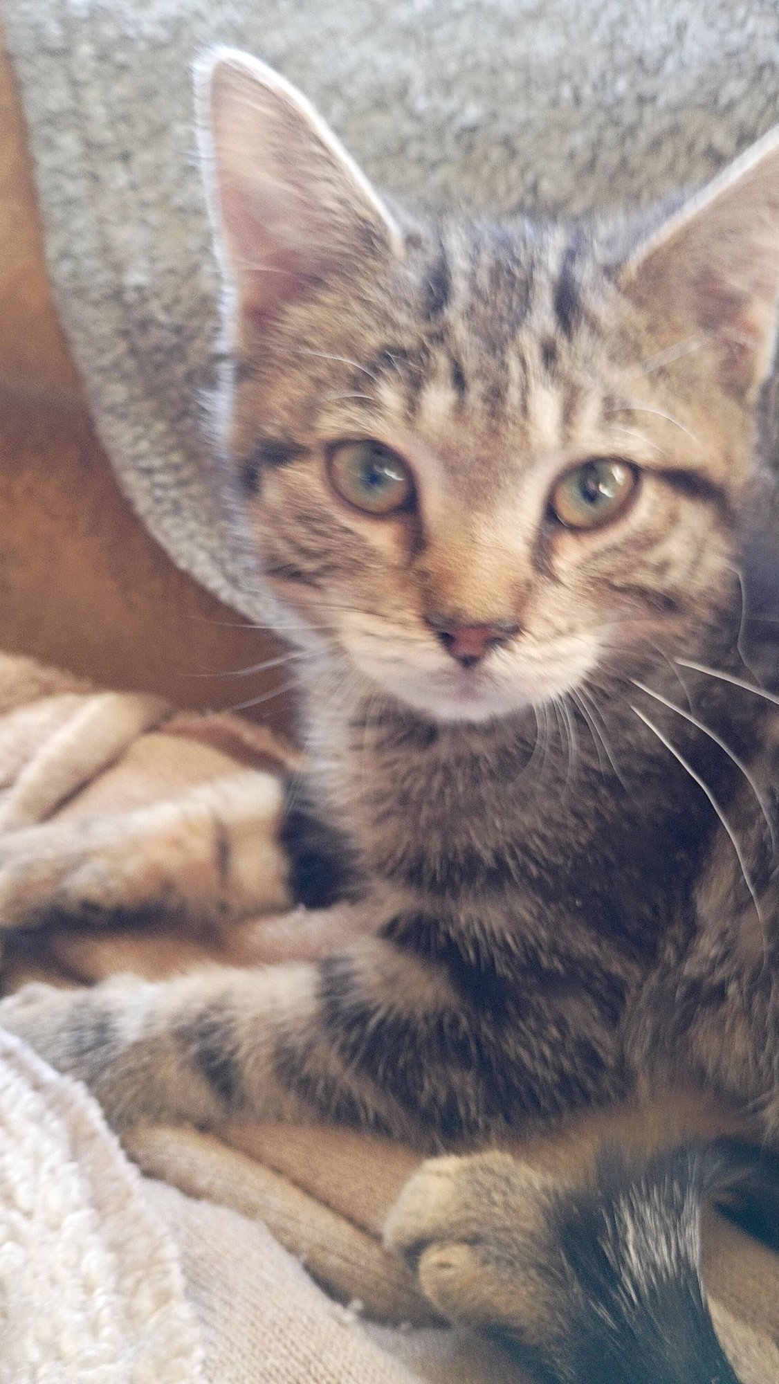 JUPITER - Domestic Short Hair available for adoption