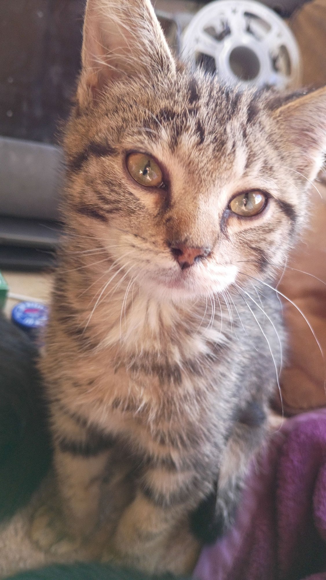 JUPITER - Domestic Short Hair available for adoption