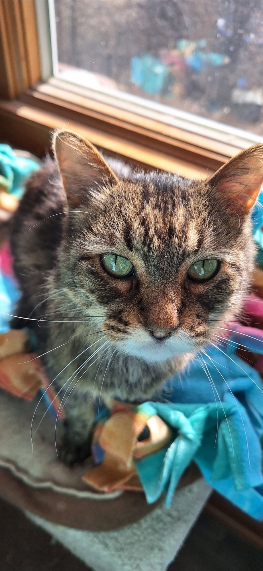 SONI - Domestic Long Hair available for adoption