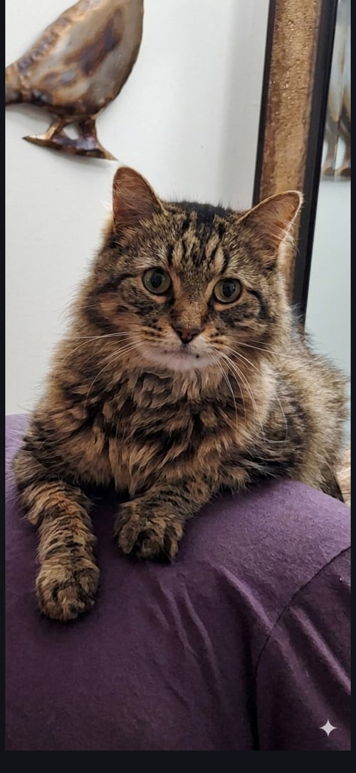 SONI - Domestic Long Hair available for adoption
