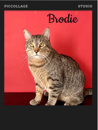 Brodie - Photo 1