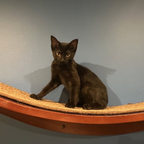 ECLIPSE - Domestic Short Hair available for adoption