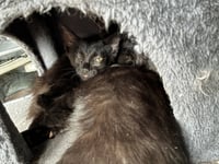 Eclipse - Photo 4