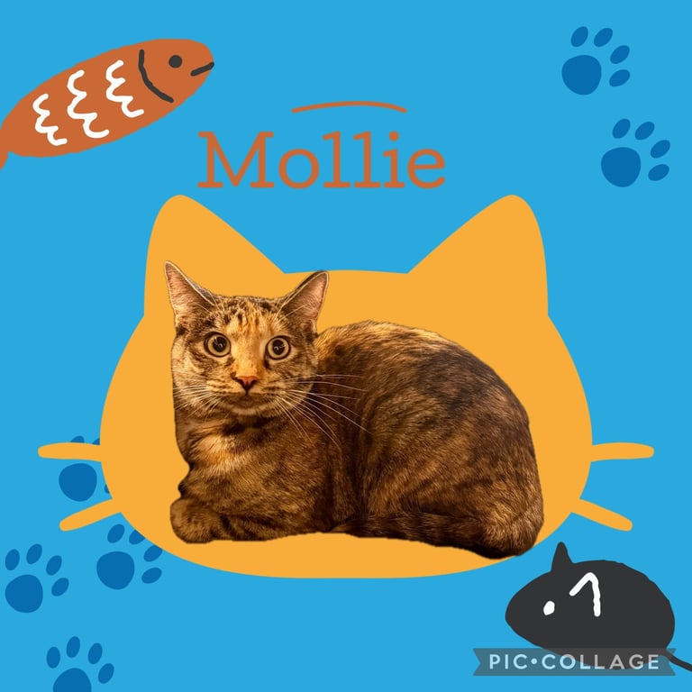 Mollie & Lovie (*bonded pair) Image