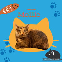 Mollie & Lovie (*bonded pair) - Photo 1