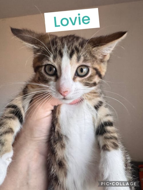 MOLLIE & LOVIE (*BONDED PAIR) - Domestic Short Hair available for adoption