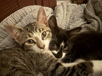 Aristotle & Schrodinger (bonded pair) - Photo 1