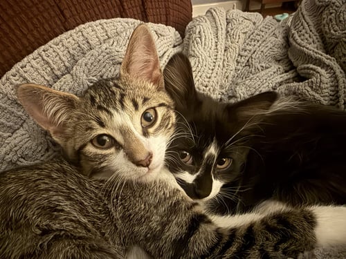 ARISTOTLE & SCHRODINGER (BONDED PAIR) - Domestic Short Hair available for adoption