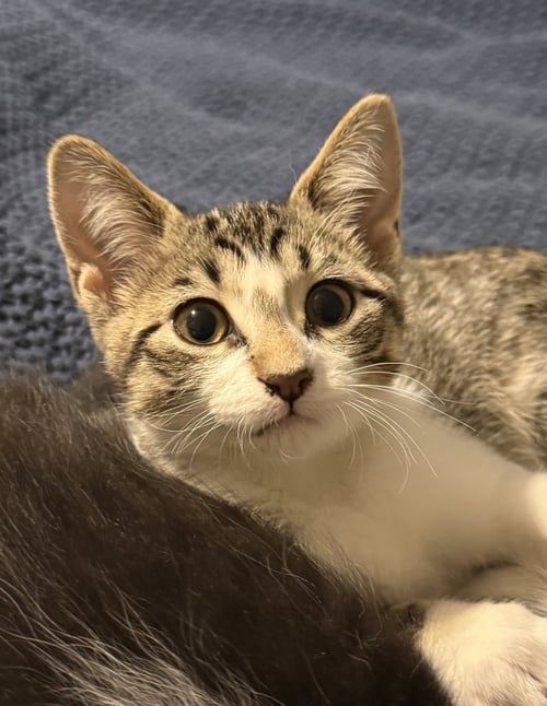 ARISTOTLE & SCHRODINGER (BONDED PAIR) - Domestic Short Hair available for adoption