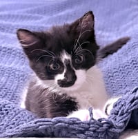 Aristotle & Schrodinger (bonded pair) - Photo 3