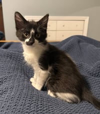 Aristotle & Schrodinger (bonded pair) - Photo 4