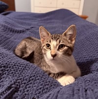 Aristotle & Schrodinger (bonded pair) - Photo 5