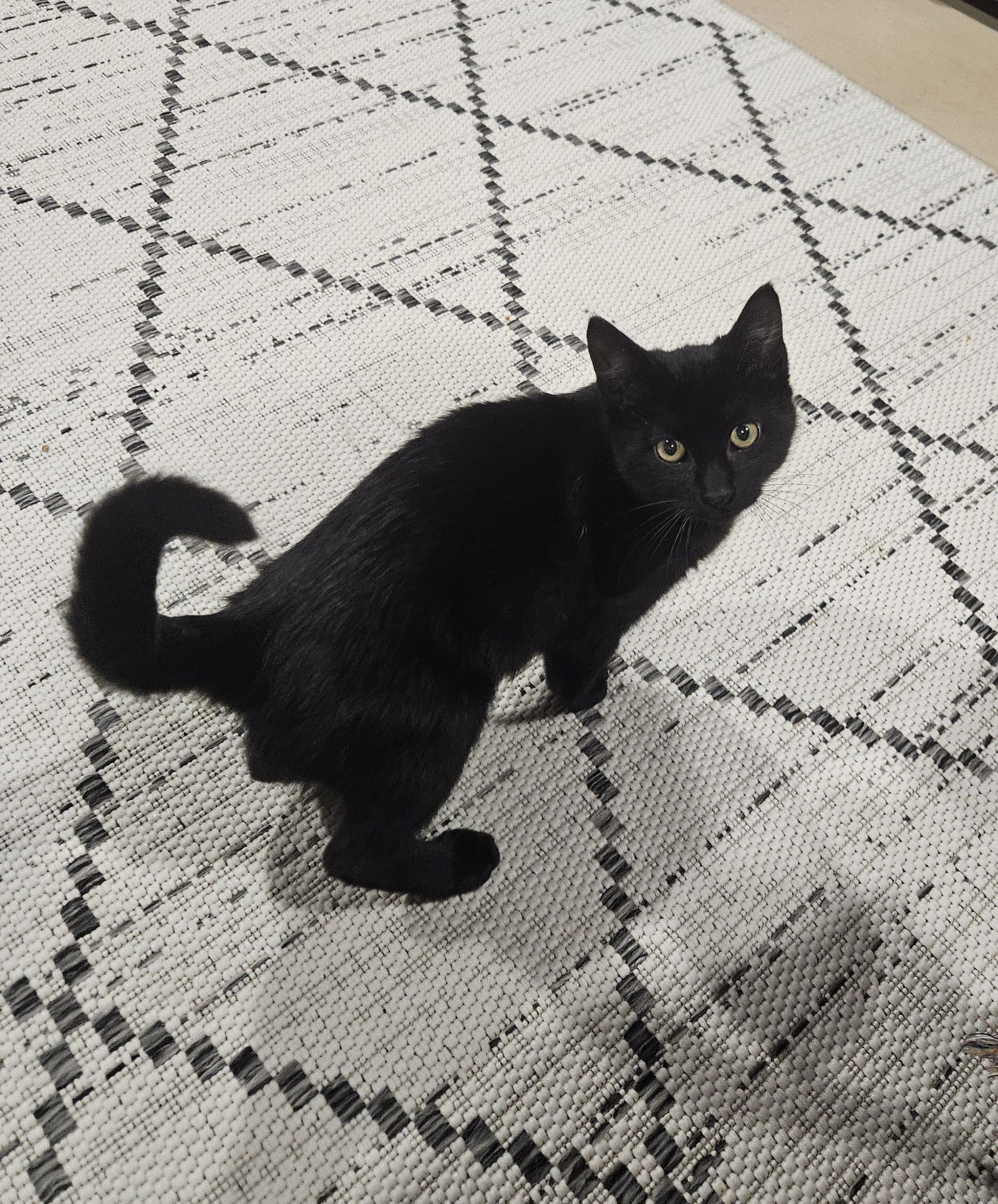 NIELS - Domestic Short Hair available for adoption