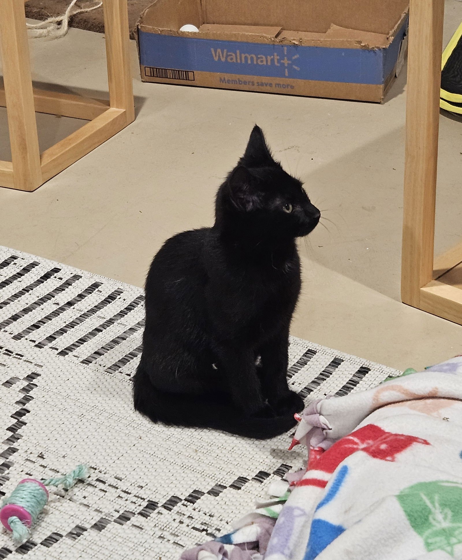 NIELS - Domestic Short Hair available for adoption