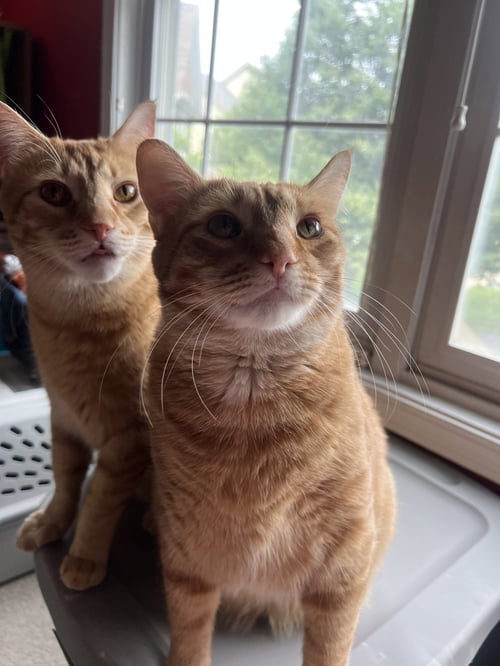 MATCHA AND CHAI (BONDED PAIR)