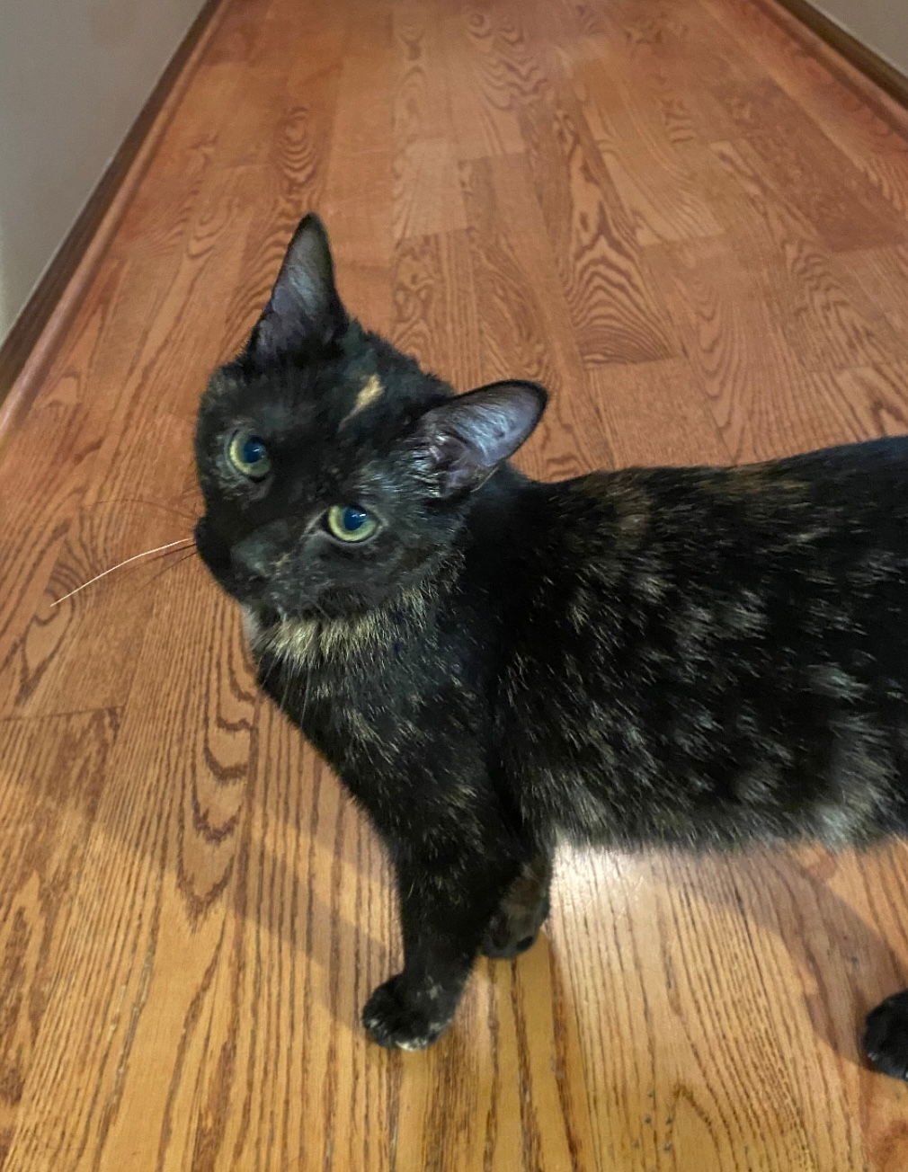 OHM - Domestic Short Hair available for adoption