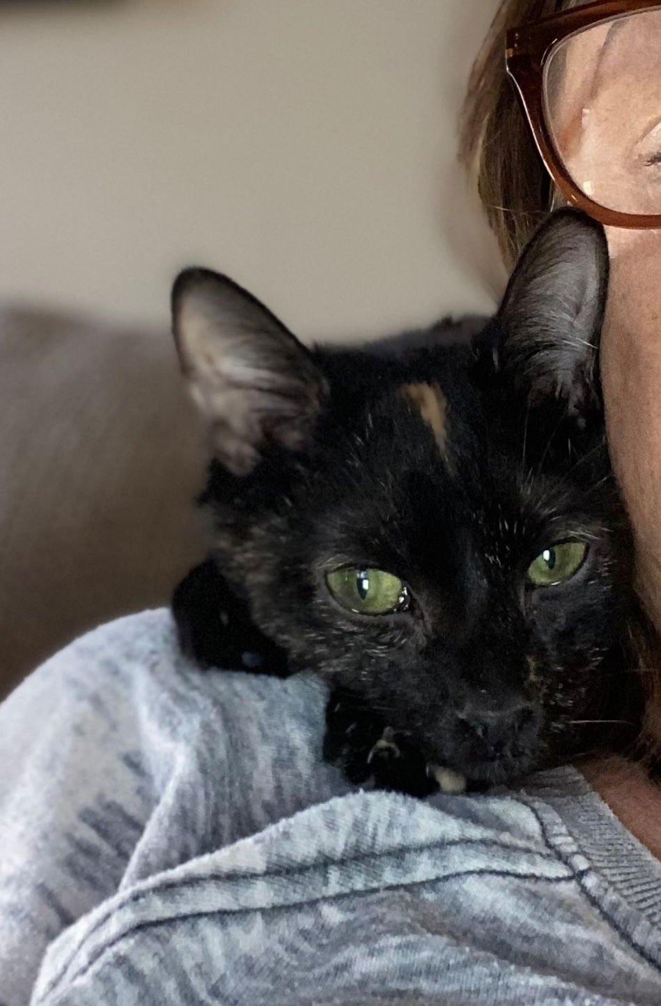 OHM - Domestic Short Hair available for adoption