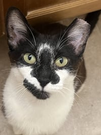 Clarabelle - Photo 1