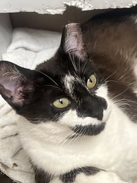 Clarabelle - Photo 2