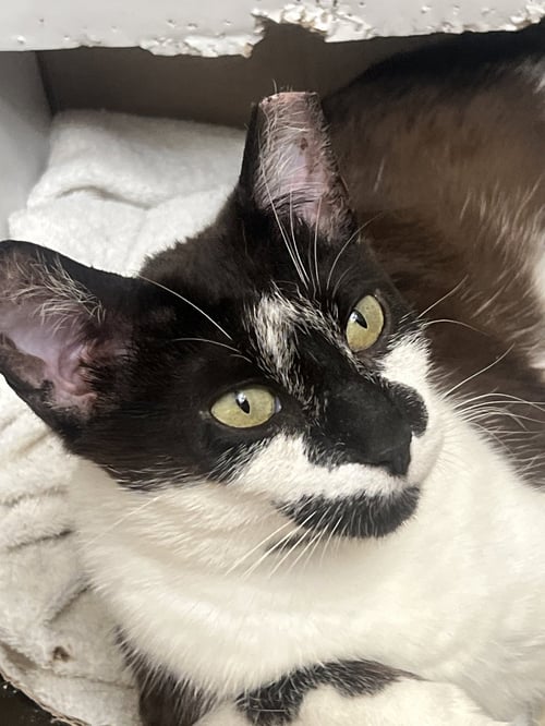 CLARABELLE - Domestic Short Hair available for adoption
