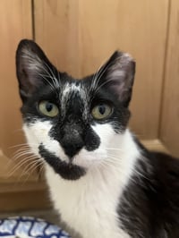Clarabelle - Photo 4
