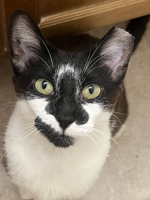 CLARABELLE - Domestic Short Hair available for adoption