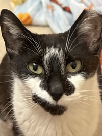 Clarabelle - Photo 9