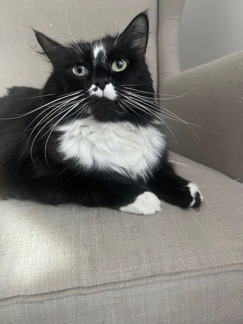 MITTENS - Domestic Short Hair available for adoption