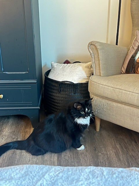 MITTENS - Domestic Short Hair available for adoption